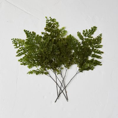 Adiantum Fern Bunch