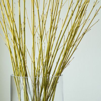 Dogwood Branches