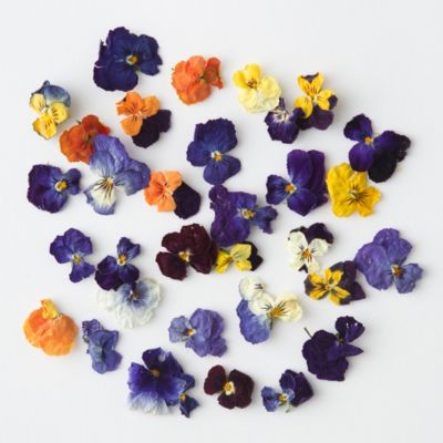 Edible Violas, Small Terrain