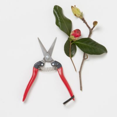 Needle Nose Pruner