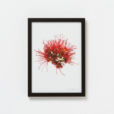 Francis Ooi Botanical Print, Xanthostemon youngii