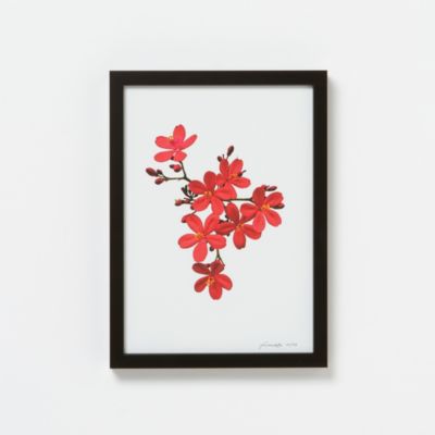 Francis Ooi Botanical Print, Jatrophia integerrima