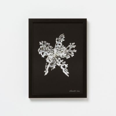 Francis Ooi Botanical Print, Cineraria