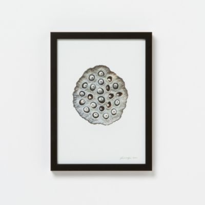 Francis Ooi Botanical Print, Nelumbo nucifera