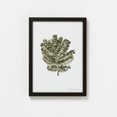 Francis Ooi Botanical Print, Peltophorum pterocarpum