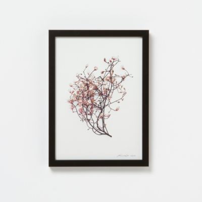 Francis Ooi Botanical Print, Sterculia