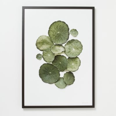 Francis Ooi Botanical Print, Hydrocotyle verticillata
