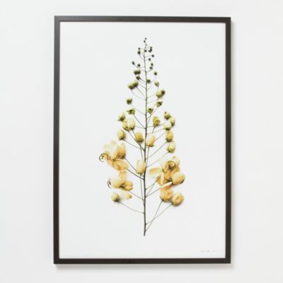 Francis Ooi Botanical Print, Cassia