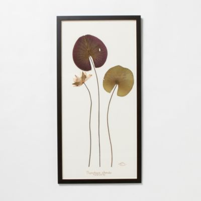Becky Davis Water Lilies, Small