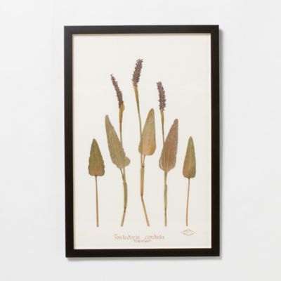 Becky Davis Pickerel Weed