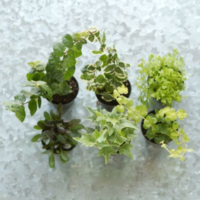 Terrarium Plant Collection, Hanging in Garden Plants + Moss at Terrain