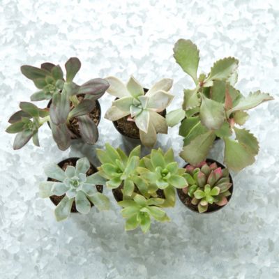 Terrarium Plant Collection, Succulents Terrain