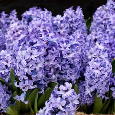 Hyacinth ‘delft Blue Mix’ Bulbs 