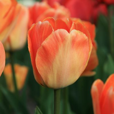 Tulip ‘Daydream’ Jumbo Bulbs Terrain
