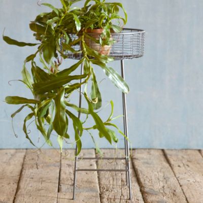 Round Basket Plant Stand, Large Terrain