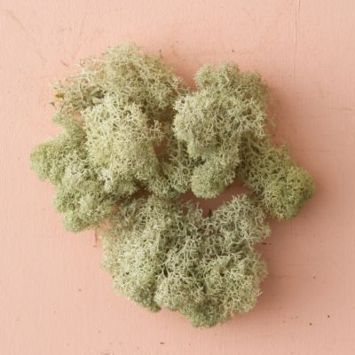 Preserved Reindeer Moss, Natural Terrain