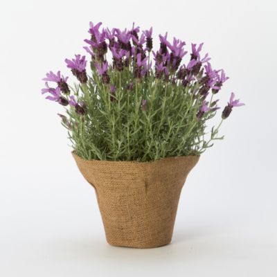 Spanish Lavender in Mother's Day + Gifts Flowers + Blooming at Terrain