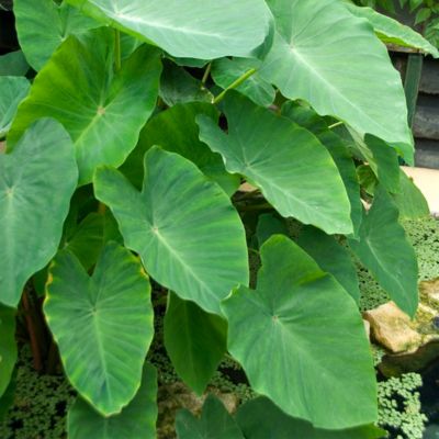 Mammoth Elephant Ear Bulb