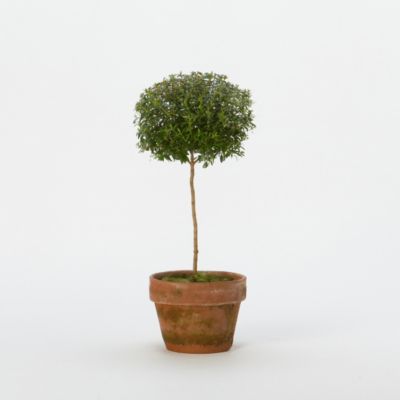 Myrtle Topiary For Sale