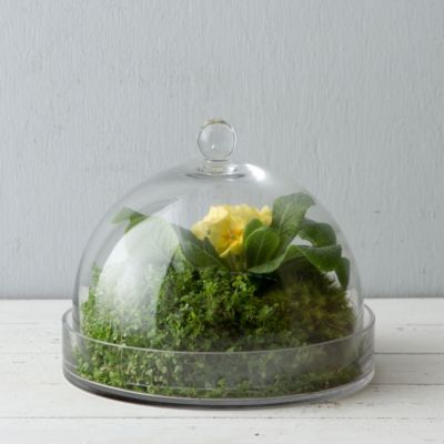 Bell Cloche Terrarium | Terrain