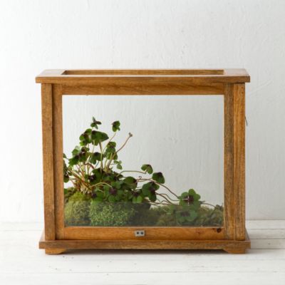 Specimen Case Terrarium Terrain