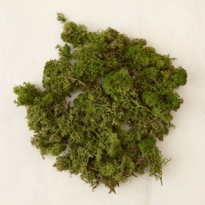 Preserved Reindeer Moss, Small Terrain