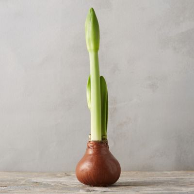 Waxed Amaryllis Bulb in New Garden at Terrain