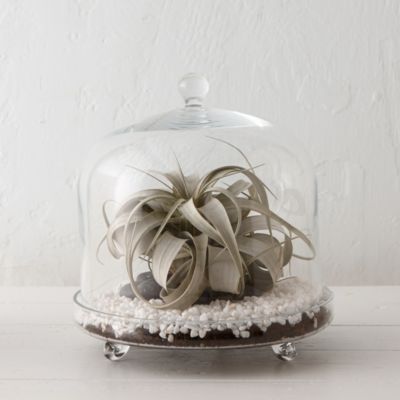 Footed Cloche Terrarium Terrain