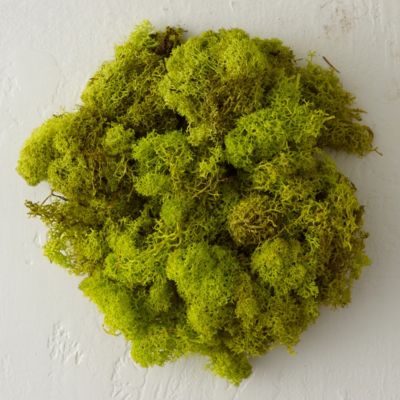 preserved-reindeer-moss-large-terrain