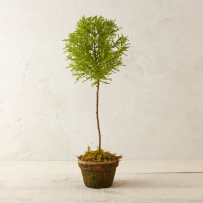 Golden Italian Cypress Topiary, Tall Terrain