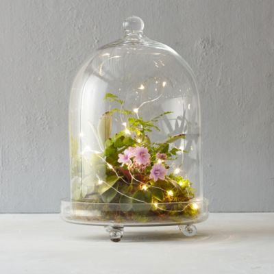 Light cloche terrarium