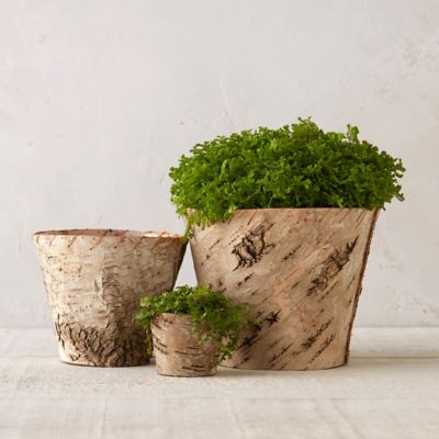 Birch Tapered Flower Pot Terrain