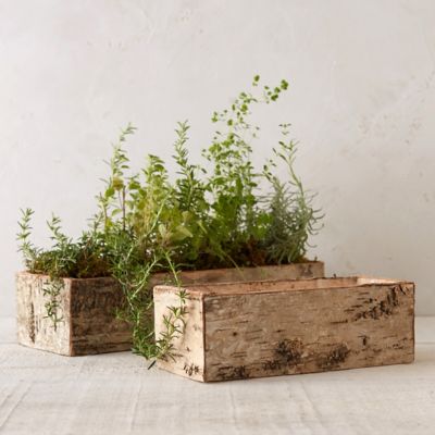 Birch Bark Trough Planter Terrain