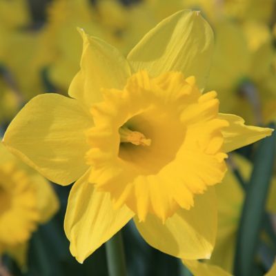 Narcissus ‘Dutch Master’ Jumbo Bulbs Terrain