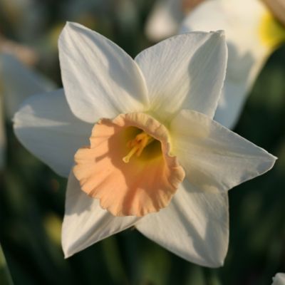 Narcissus ‘Passionale’ Jumbo Bulbs Terrain