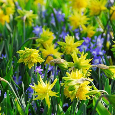 Narcissus ‘Rip Van Winkle’ Bulbs in Sale Garden at Terrain