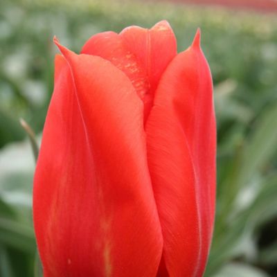 Tulip ‘Giant Orange Sunset’ Jumbo Bulbs Terrain