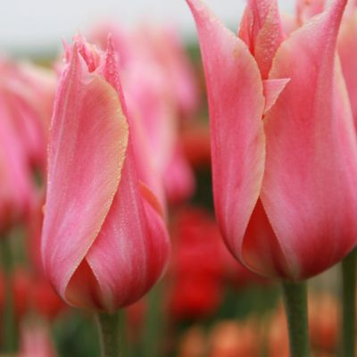 Tulip ‘Perestroyka’ Jumbo Bulbs Terrain
