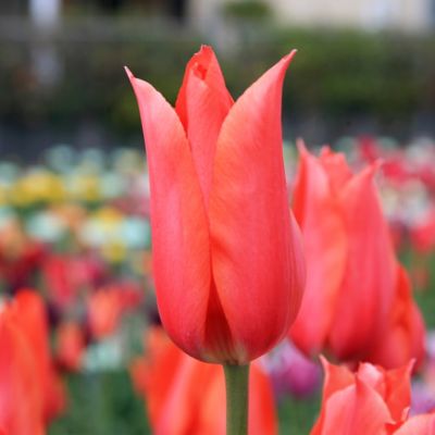 Tulip ‘Temple’s Favorite’ Jumbo Bulbs Terrain