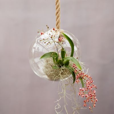 Globe Hanging Planter Terrain