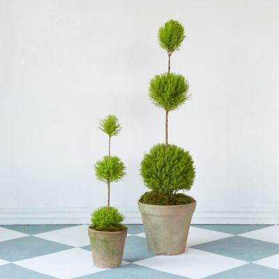 Lemon Cypress Triple Topiary in Garden Plants + Flowers at Terrain