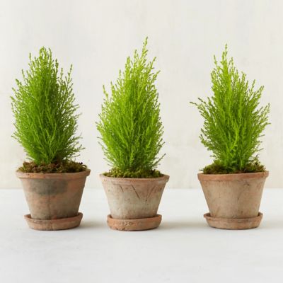 Lemon Cypress Cone Topiary Trio in House + Home Plants + Flowers at Terrain