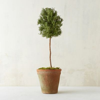 Rosemary Topiary Terrain