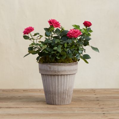 Købenler Dotted Pot