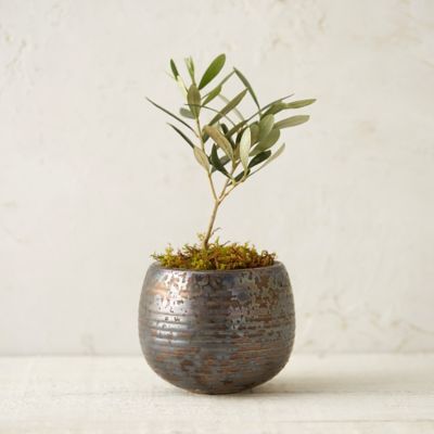 Clay Stripe Mini Sphere Planter In Garden Indoor Planters At Terrain