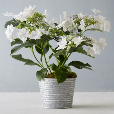 Shooting Star Hydrangea, Metal Pot Terrain