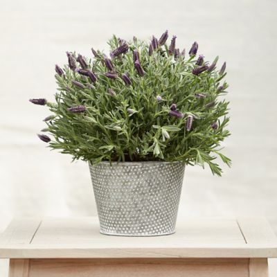 Spanish Lavender, Dotted Pot Terrain
