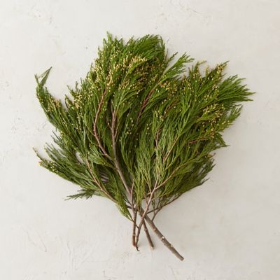 Fresh Incense Cedar Terrain