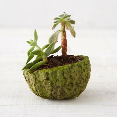 Mayan Coconut Shell
