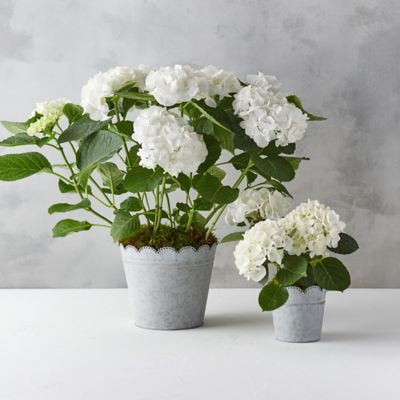 White Hydrangea, Scalloped Pot Terrain